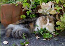 Purrfectkeeperz,  Asha