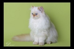 Ayla - Afina Pallada's Aphrodite del Mar,   