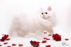Kristal Cristalline,     