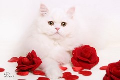 Kristal Cristalline,     