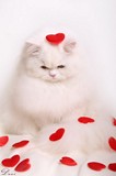 Kristal Cristalline,     