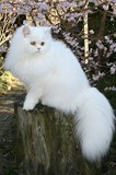 Kristal Cristalline,     