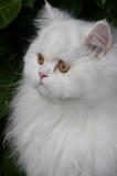 Kristal Cristalline,     