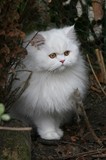 Kristal Cristalline,     
