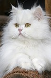 Kristal Cristalline,     