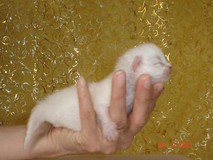 Kristal Cristalline,     