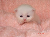 Kristal Cristalline,     