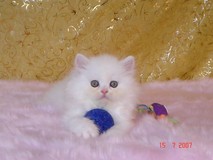Kristal Cristalline,     