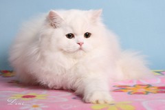 Kristal Cristalline,     