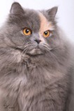 Faelyn - FuzieFaniez Faelyn , - 