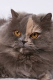 Faelyn - FuzieFaniez Faelyn , - 