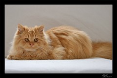 Faolan - Yeri Shaes' Faolan Edan,   
