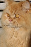Faolan - Yeri Shaes' Faolan Edan,   