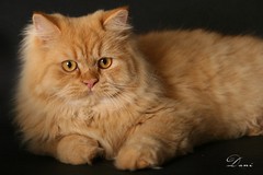 Faolan - Yeri Shaes' Faolan Edan,   