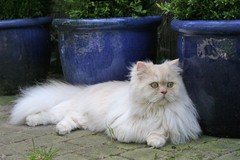 Mueggelbergen's Orlando,   