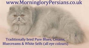 Morninglory