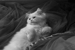 Yeri -     