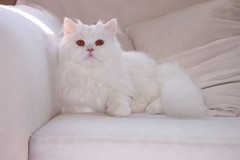 Yeri -     