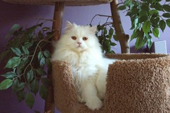 Yeri -     