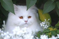 Yeri -     