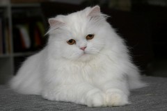 Yeri -     