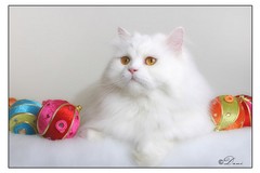 Yeri -     