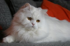 Yeri -     